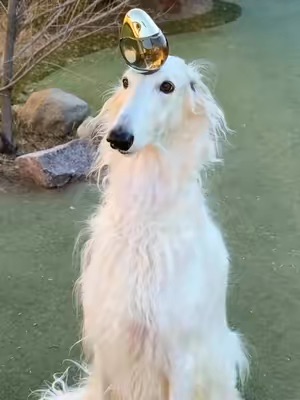 TikTok Post Thumbnail