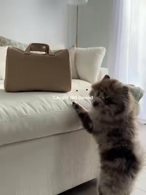 TikTok Post Thumbnail