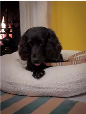 TikTok Post Thumbnail