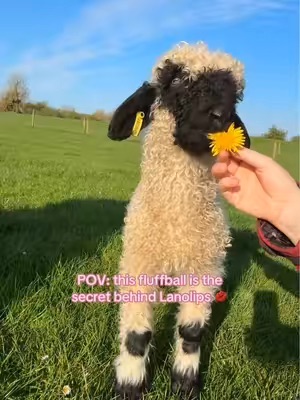 TikTok Post Thumbnail